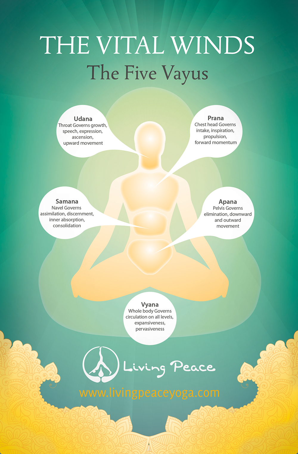yogic anatomy vayus poster living peace yoga